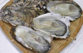【期間限定送料無料】 白狐伝】カキ子株 発根済み！ 目立と ハオルチア・アロエ