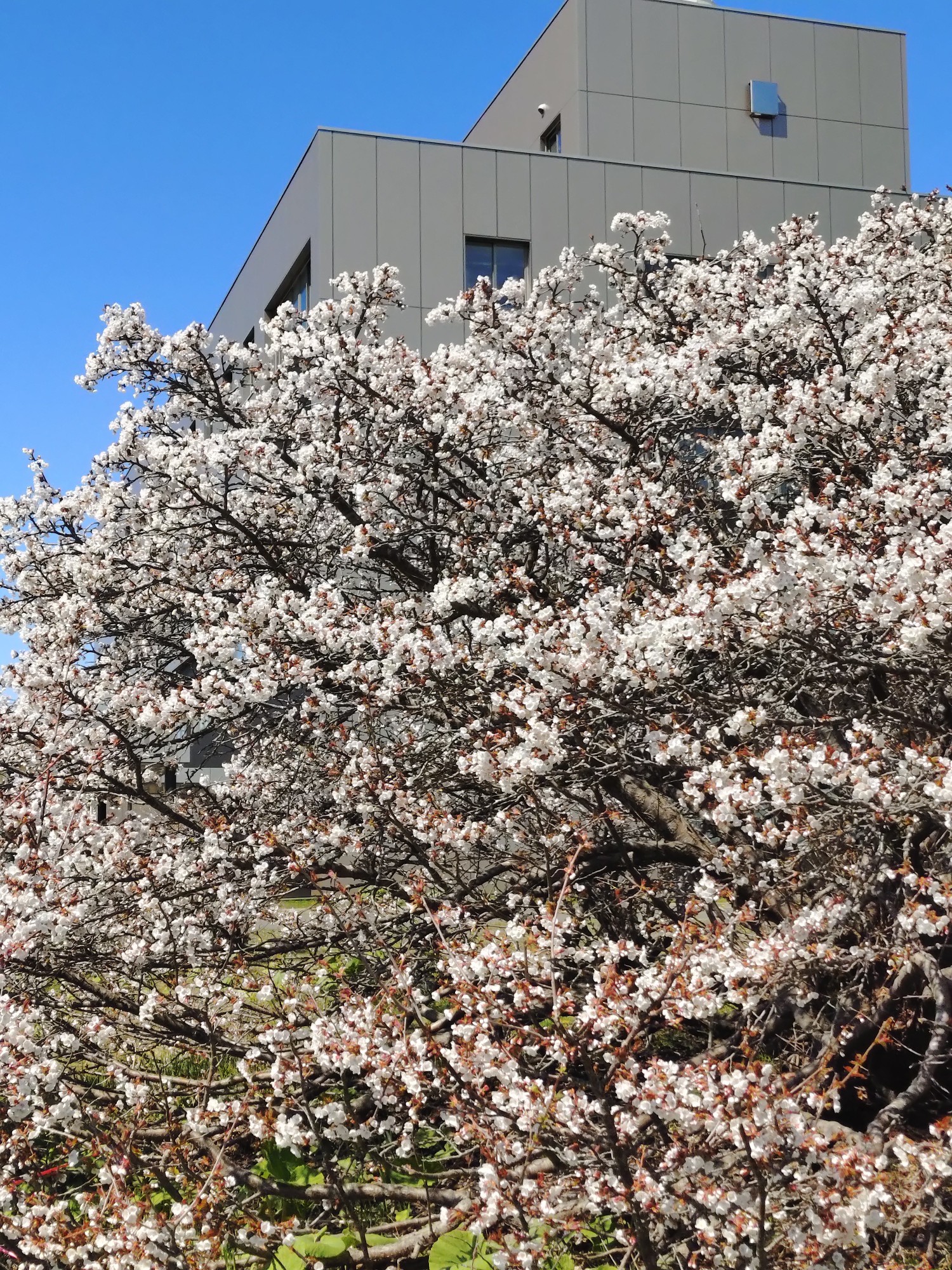 5月10日開花となった根室市標本木チシマザクラ
