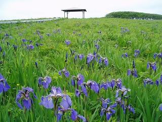 北方原生花園の写真