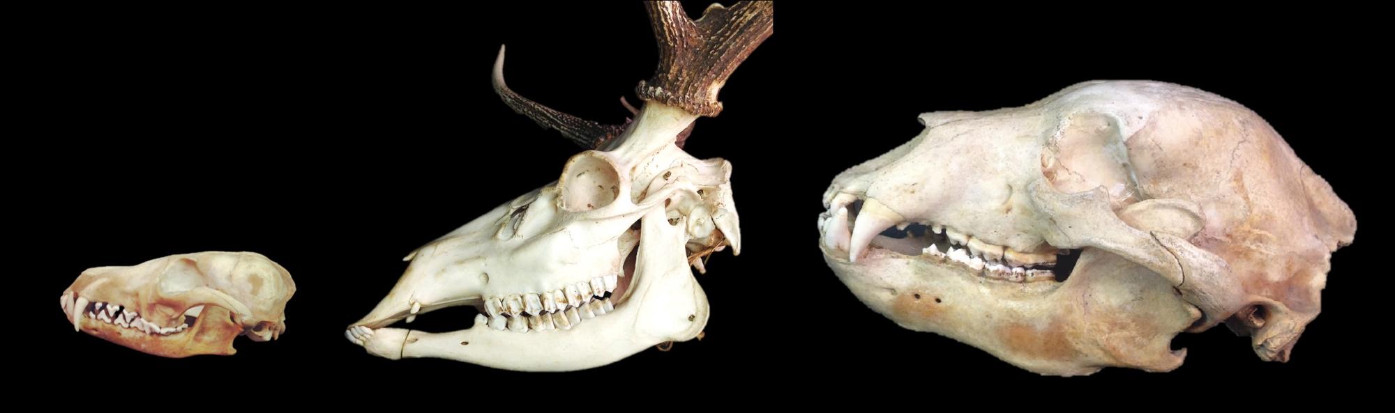 哺乳類の頭骨標本