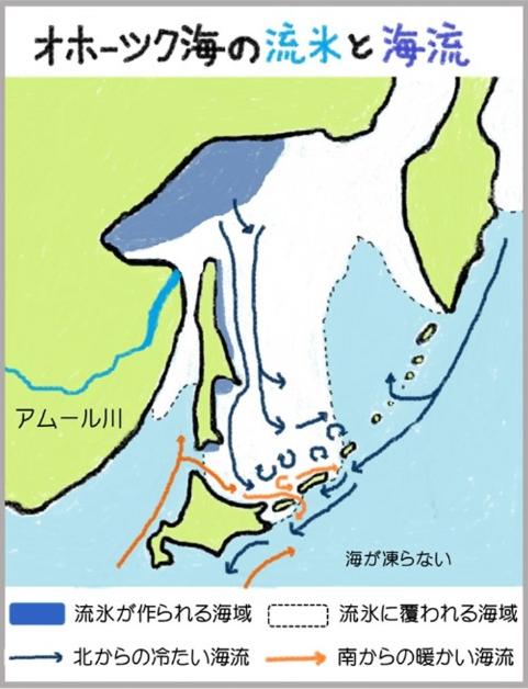 流氷の形成される海域と流れ着く海域を示した図