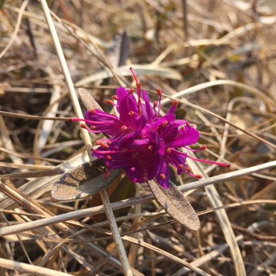 サカイツツジの花