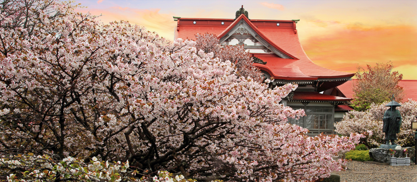 日本一遅く咲く清隆寺の千島桜