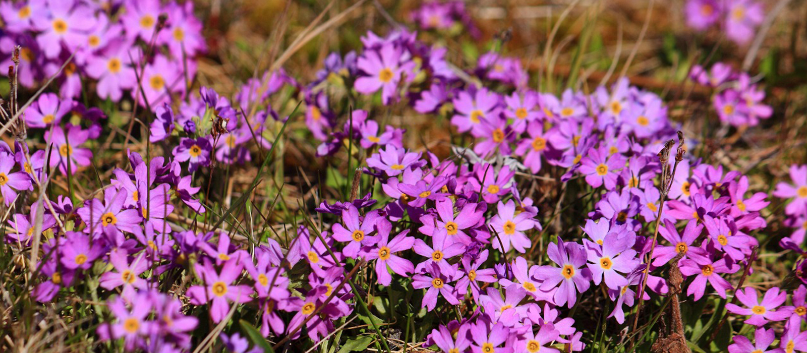 根室市の花「ユキワリコザクラ」