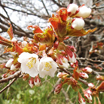 桜の開花情報