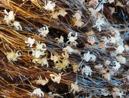 放流したハナサキガニ種苗の写真