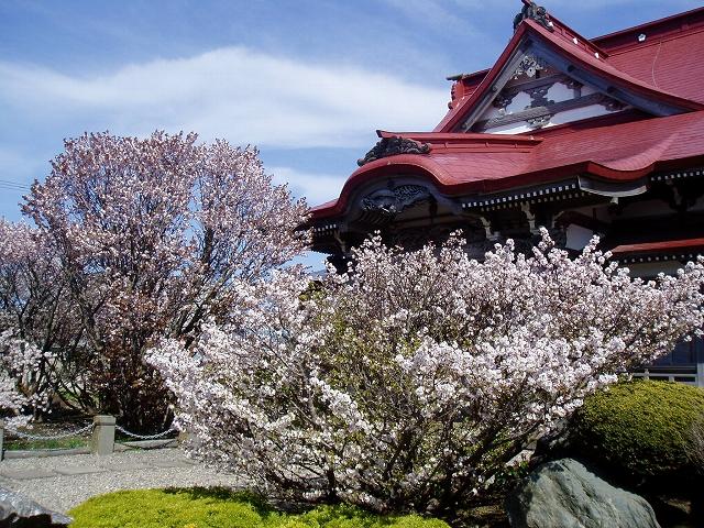 千島桜の写真