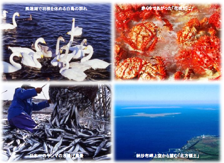 風蓮湖で羽根を休める白鳥の群れ、赤くゆであがった花咲がに、日本一のサンマの水揚げ風景、納沙布岬上空から望む北方領土の4枚の写真