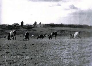 草原に放牧されている牛たちの写真