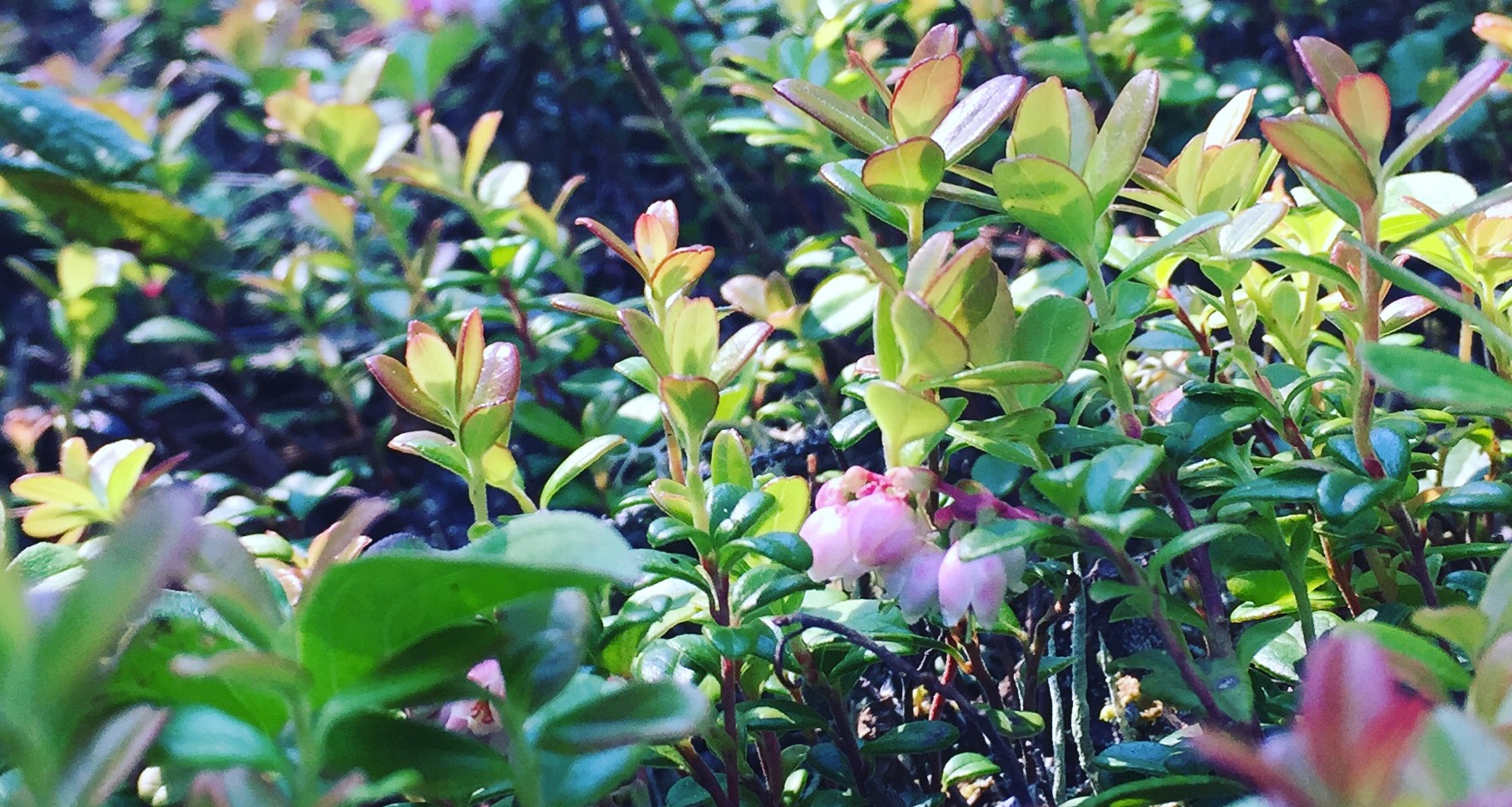 アカエゾマツの森の林床に咲くコケモモの花