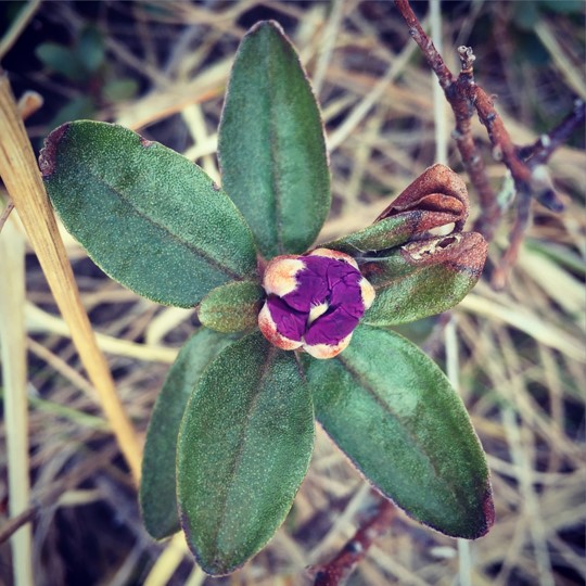 サカイツツジの花のつぼみ