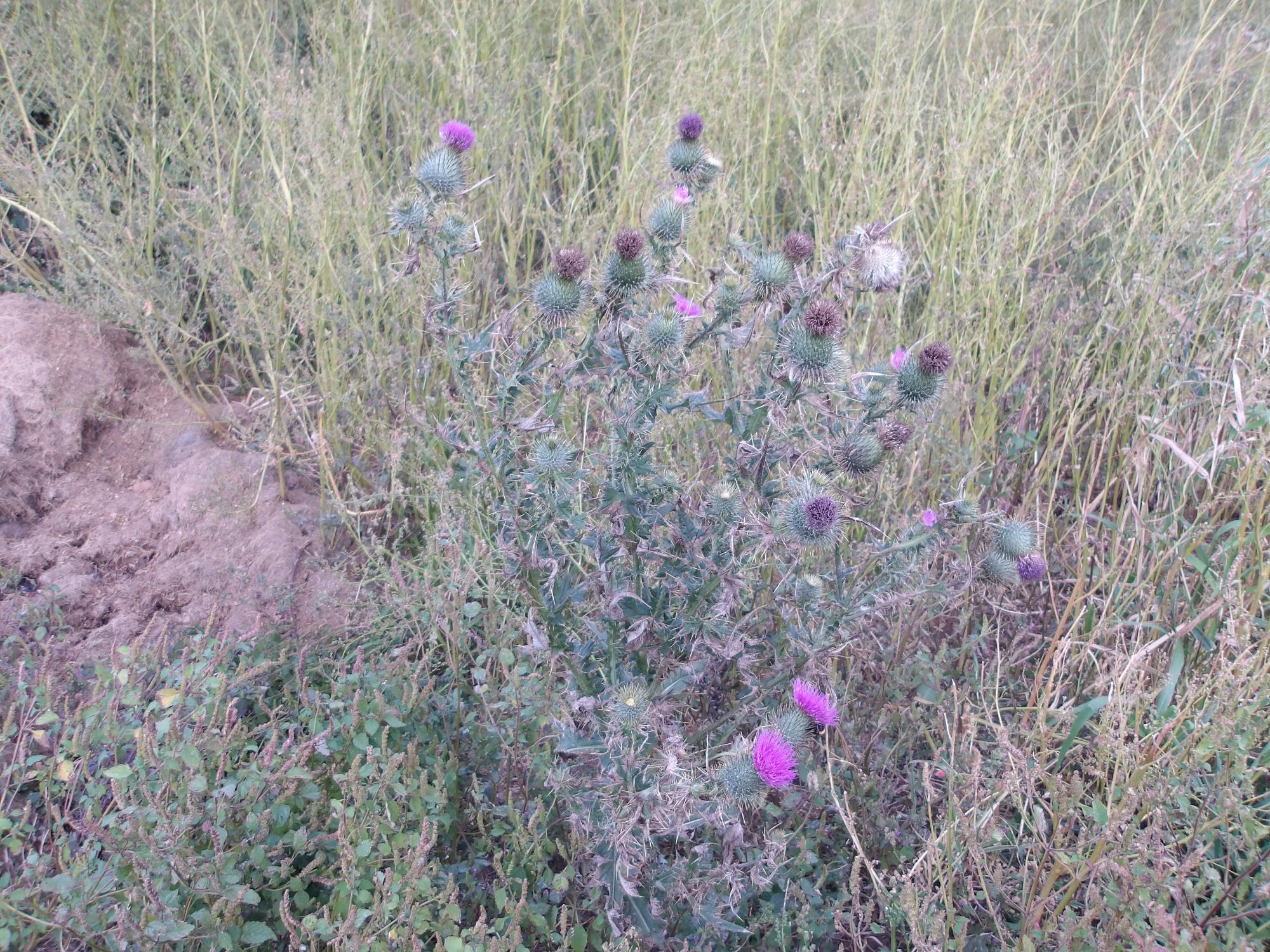 アメリカオニアザミの写真