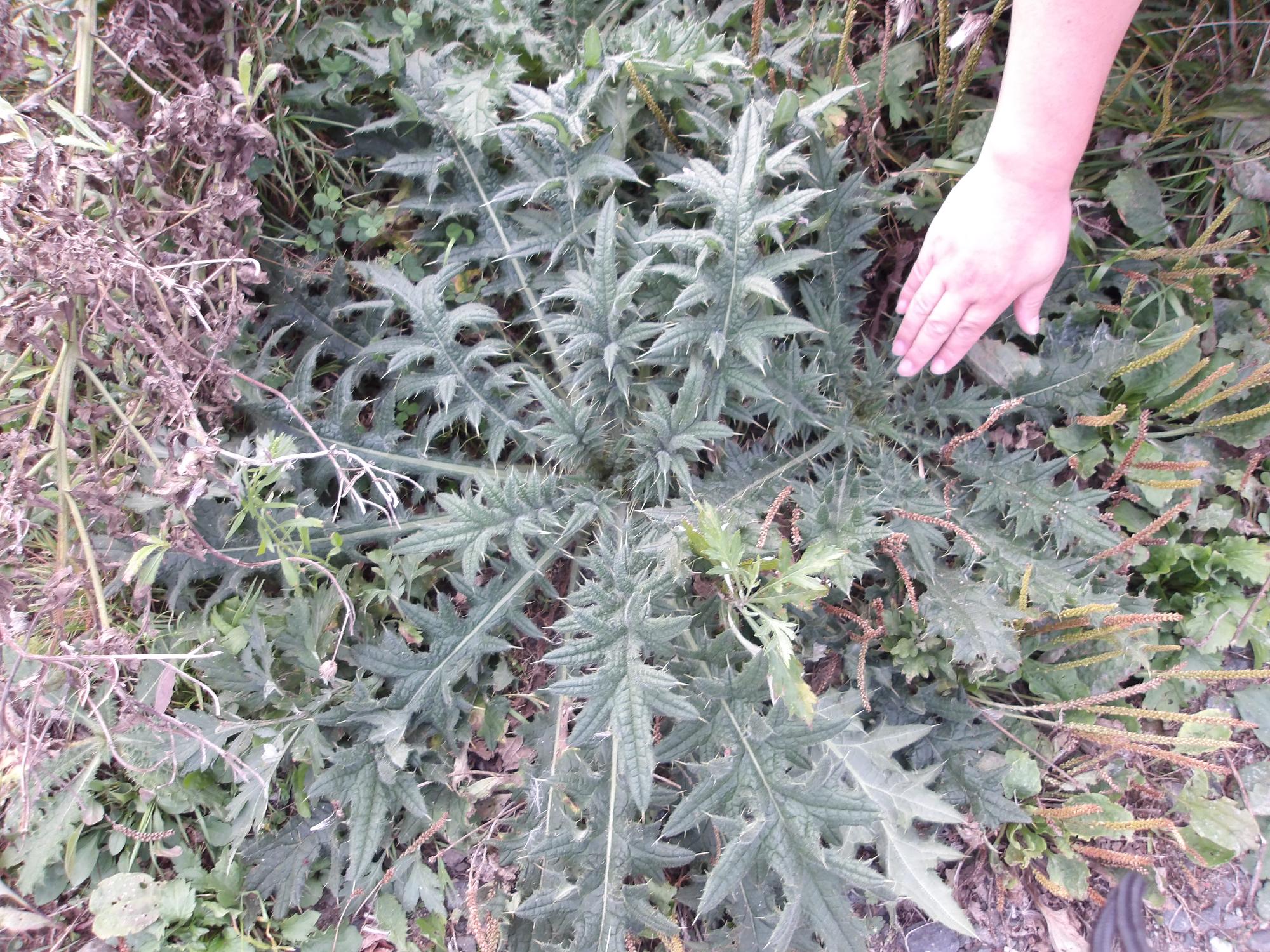 アメリカオニアザミ葉の写真