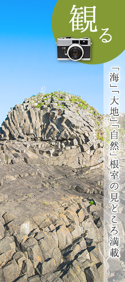 観る　「海」「大地」「自然」根室の見どころ満載